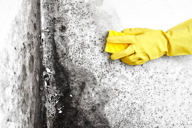 Best Professional Mold Removal  in Norwich, CT