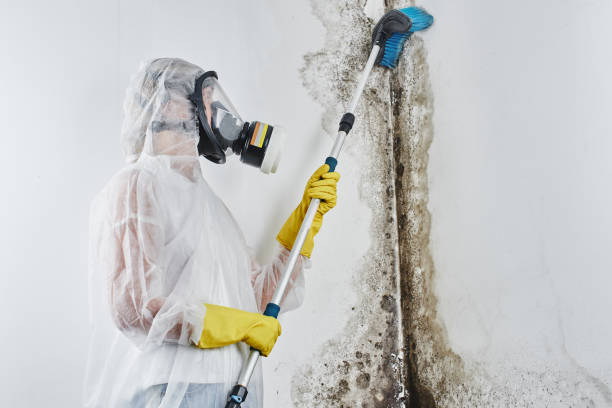 Best Attic Mold Removal  in Norwich, CT