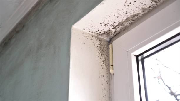 Best Local Mold Removal Service  in Norwich, CT