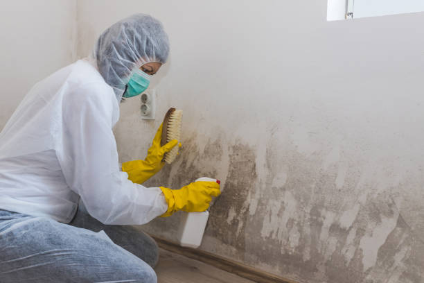 Trusted Norwich, CT Mold Removal Experts