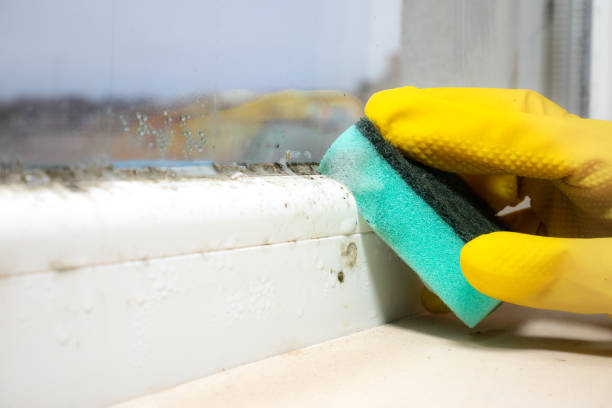 Best Crawl Space Mold Removal  in Norwich, CT