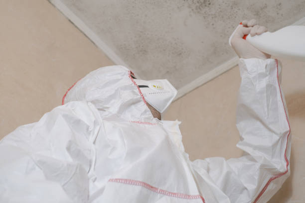 Best Mold Removal Near Me  in Norwich, CT
