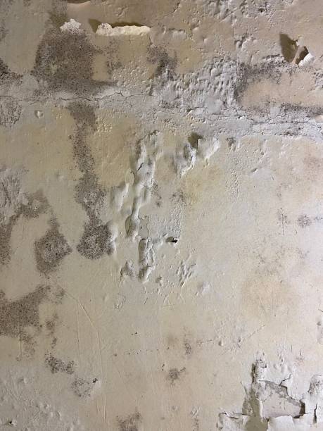Best Certified Mold Removal  in Norwich, CT