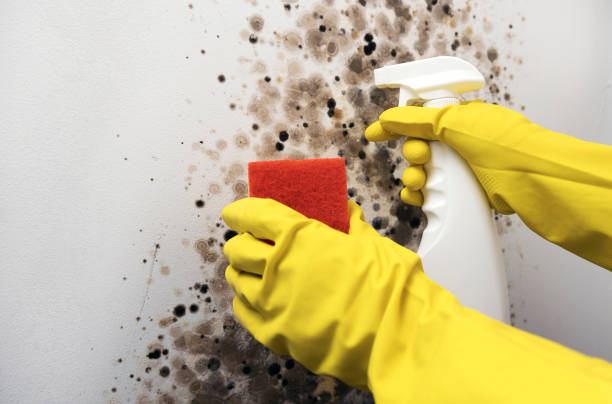 Best Mold Cleaning Services  in Norwich, CT