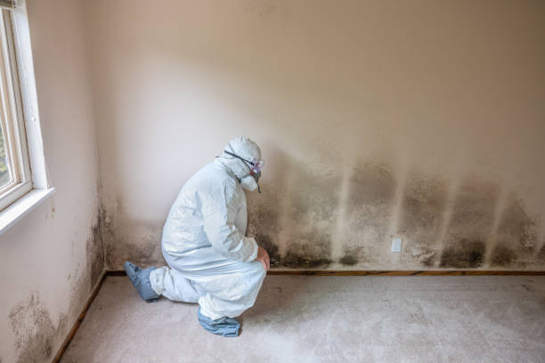 Best Office Mold Removal Services  in Norwich, CT