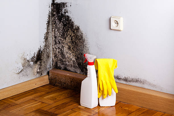 Best Fast Mold Removal  in Norwich, CT
