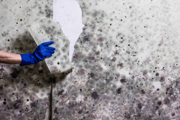 Best Mold Removal Near Me  in Norwich, CT