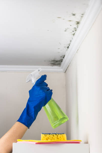Best Same-Day Mold Removal  in Norwich, CT