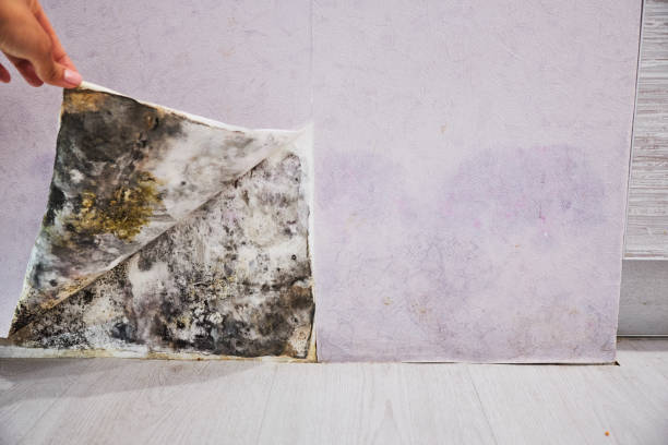Best Mold Removal Company Near Me  in Norwich, CT